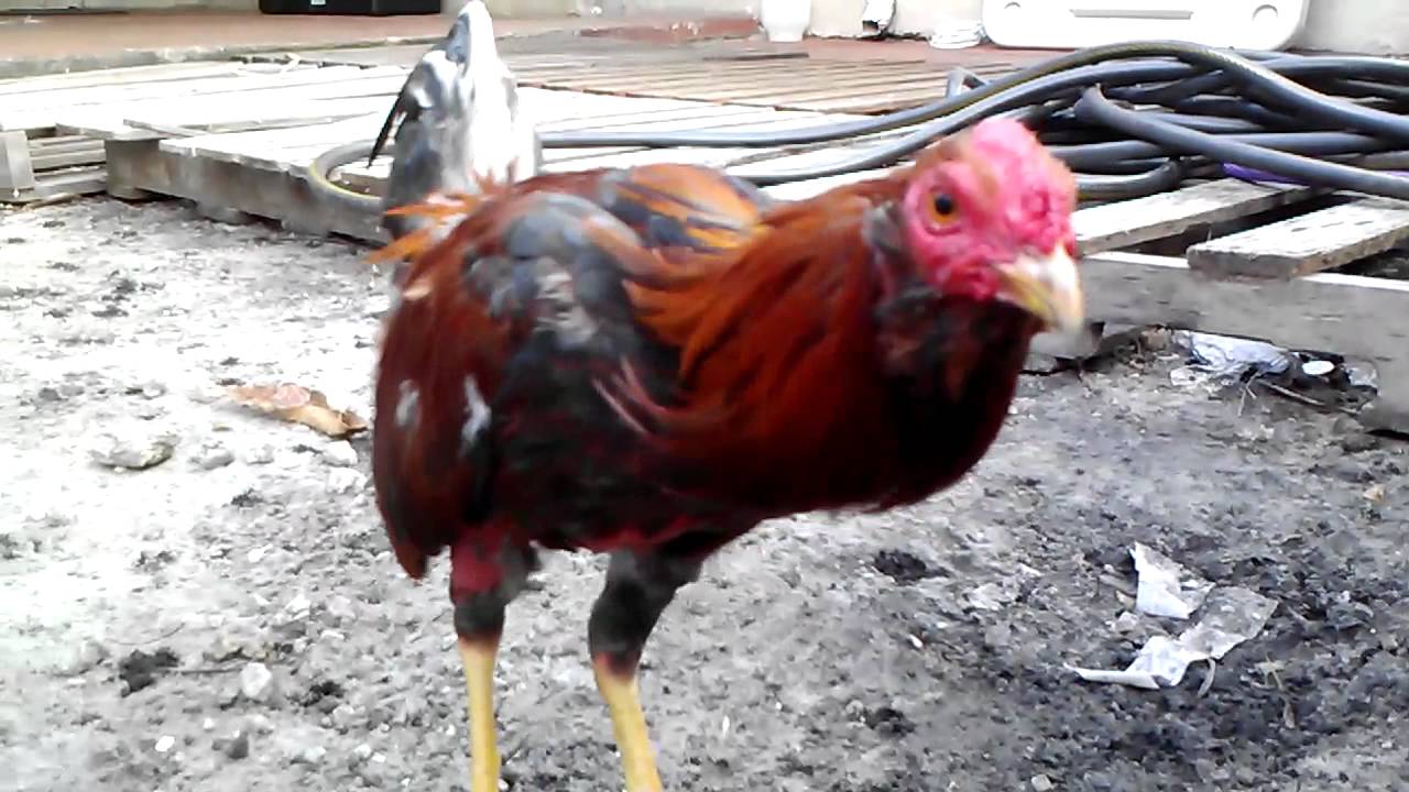 Indio papujo coliblanco