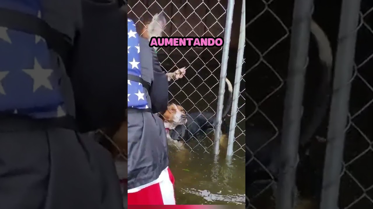 Perros abandonados y atrapados en inundaci&oacute;n, son rescatados