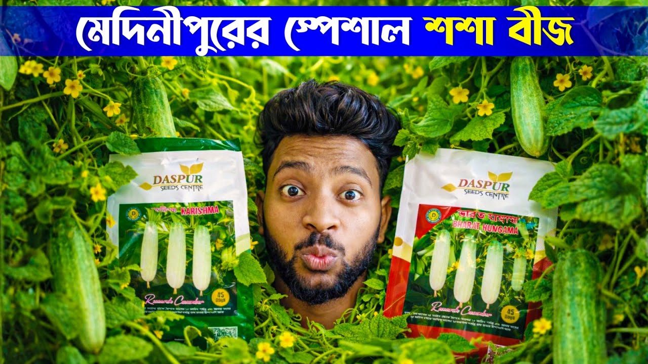 আগাম গ্রীষ্মকালীন উচ্চফলনশীল সাদা দেশী শসা বীজ দেখুন । মেদিনীপুরের স্পেশাল শশা বীজ।