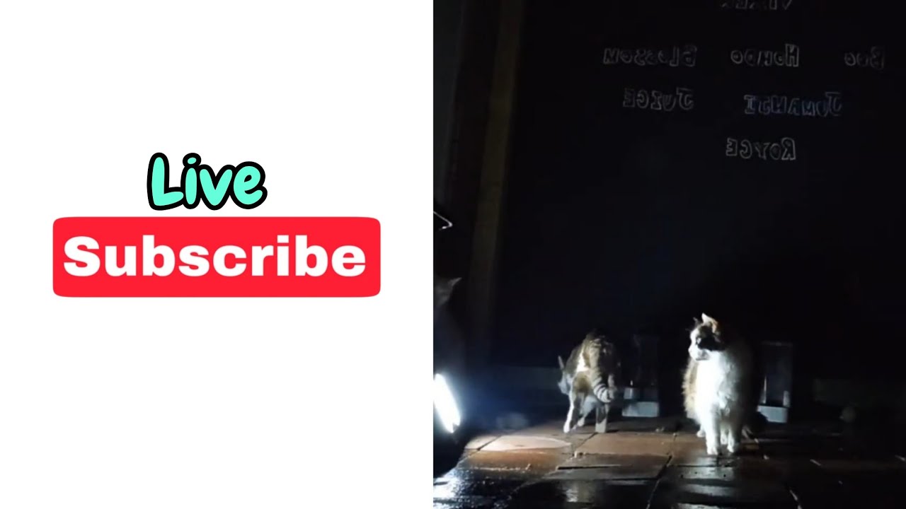 Night Time Cat Cam