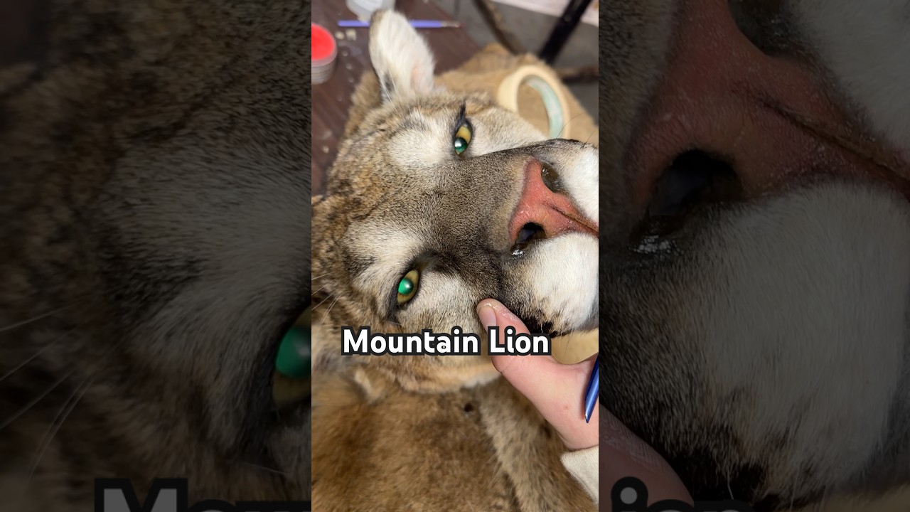 Making a mountain lion pack mount 🏔️🦁 #taxidermy #packmount #wildlife #wildanimals #art