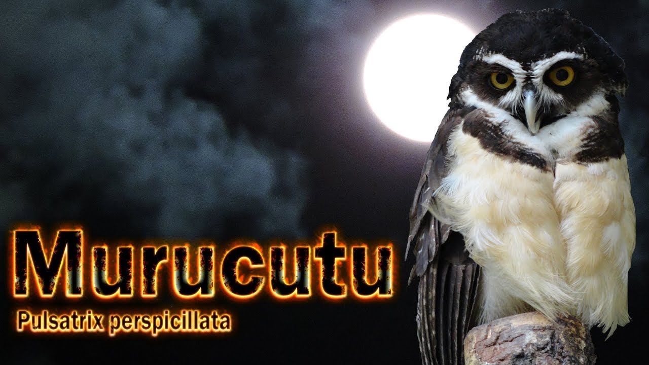 Canto do Murucutu cantando  gravado ao vivo em HQ para os amantes da espécie!!!!!!
