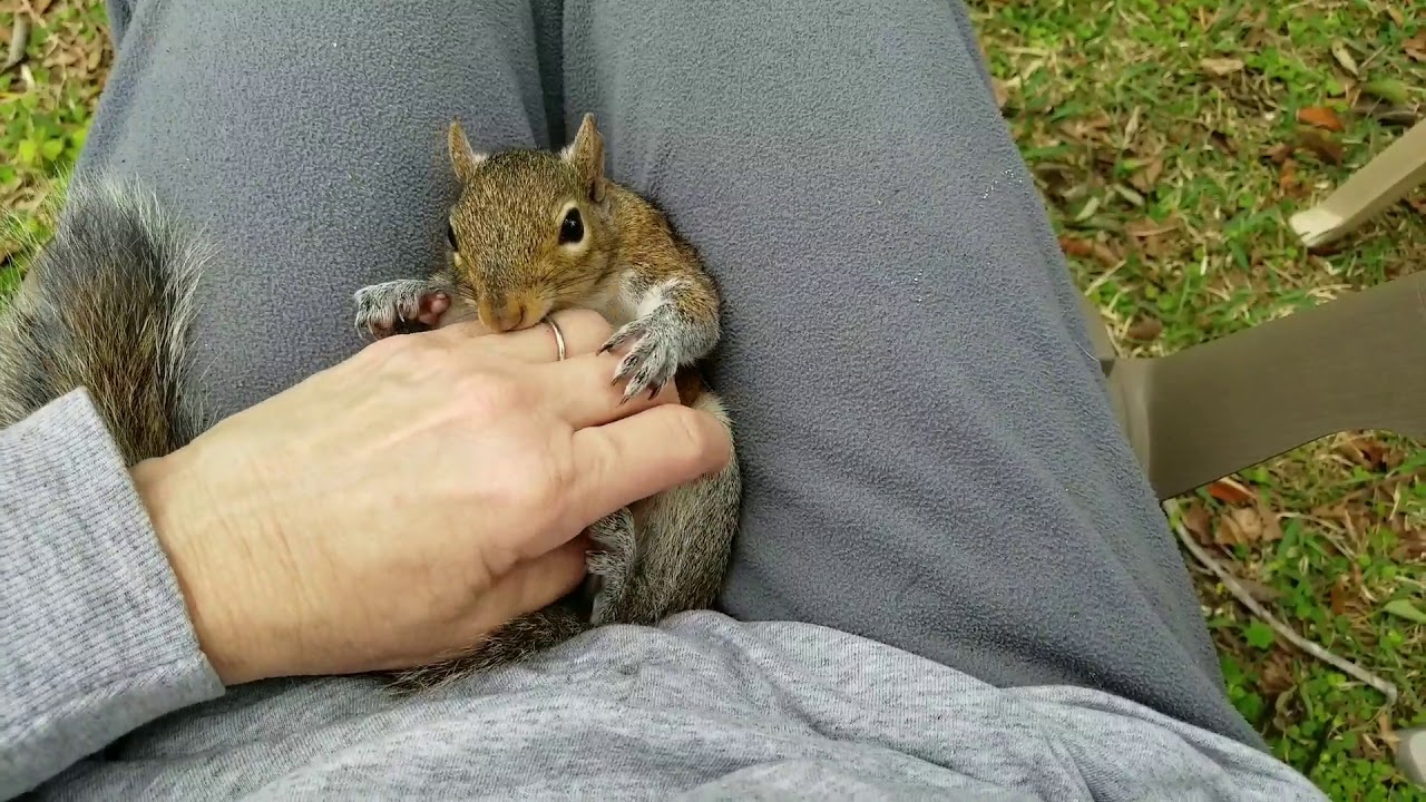 Cutest squirrel doesn't want his massage to stop
