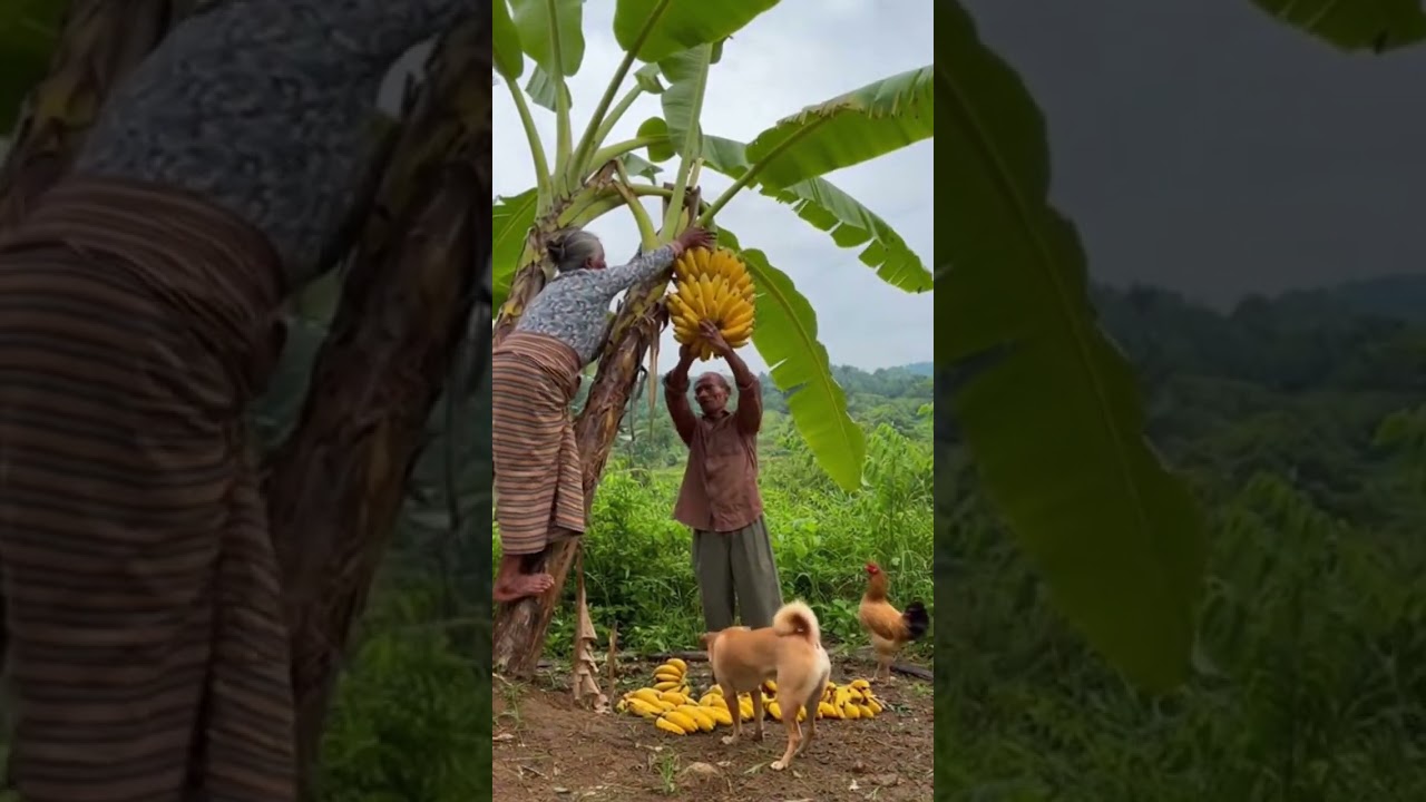 Climbing Banana Tree Discover Sweet Tropical Treats 