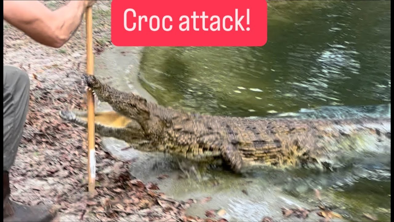 Croc attack!