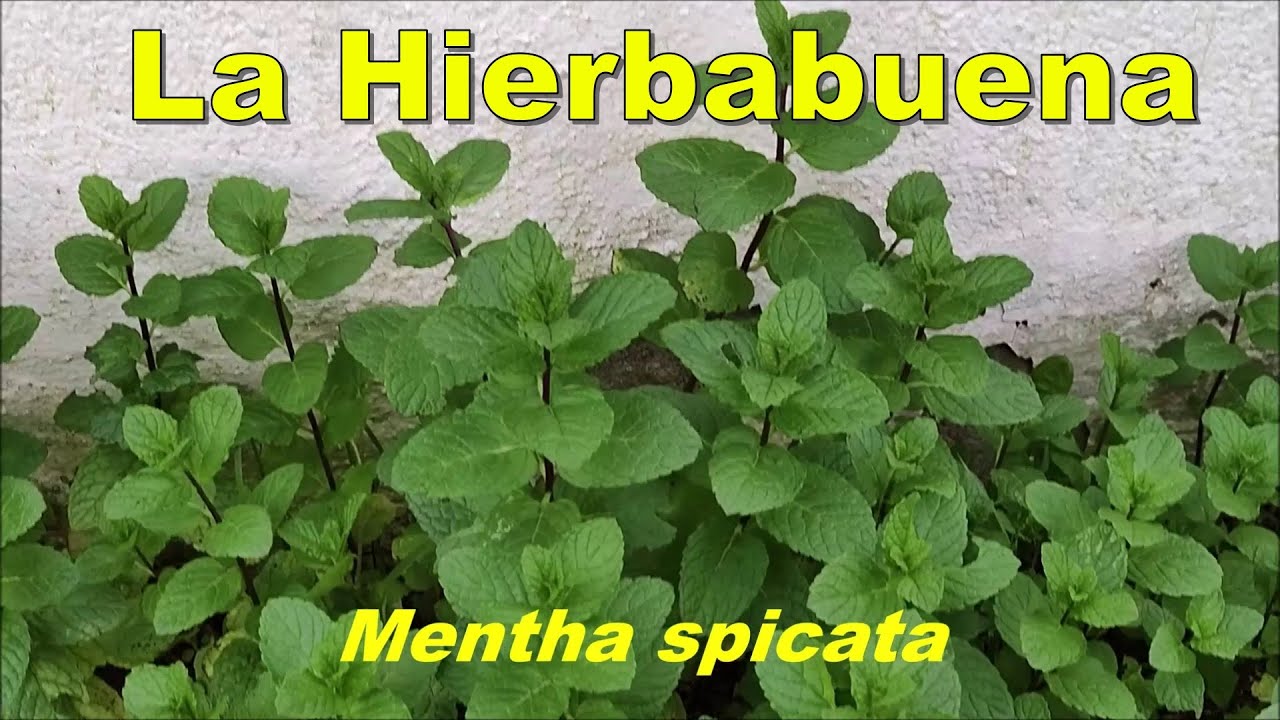 Cultivo de la Hierbabuena.