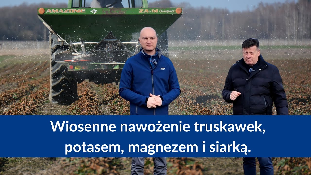 Wiosenne strategie nawożenia plantacji truskawek, potasem, magnezem i siarką, skutecznie i tanio.