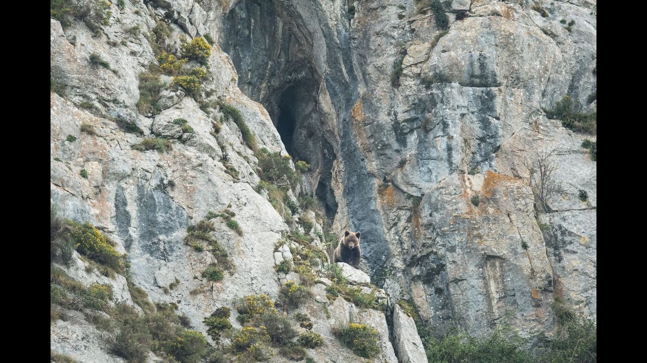 #13.1 Pierre et l'Ours des falaises