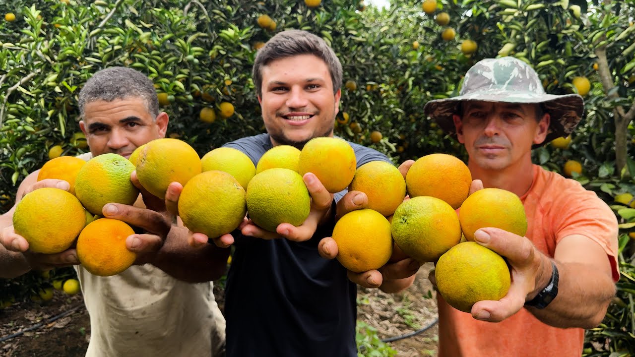 Jerônimo Monteiro: a força da laranja que move produtores, negócios e a identidade da cidade