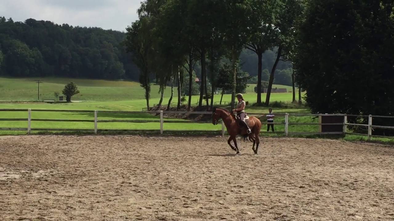 Galopp/Schritt Zirkel verkleinern im Travers, Traversale, Volte, Traversale