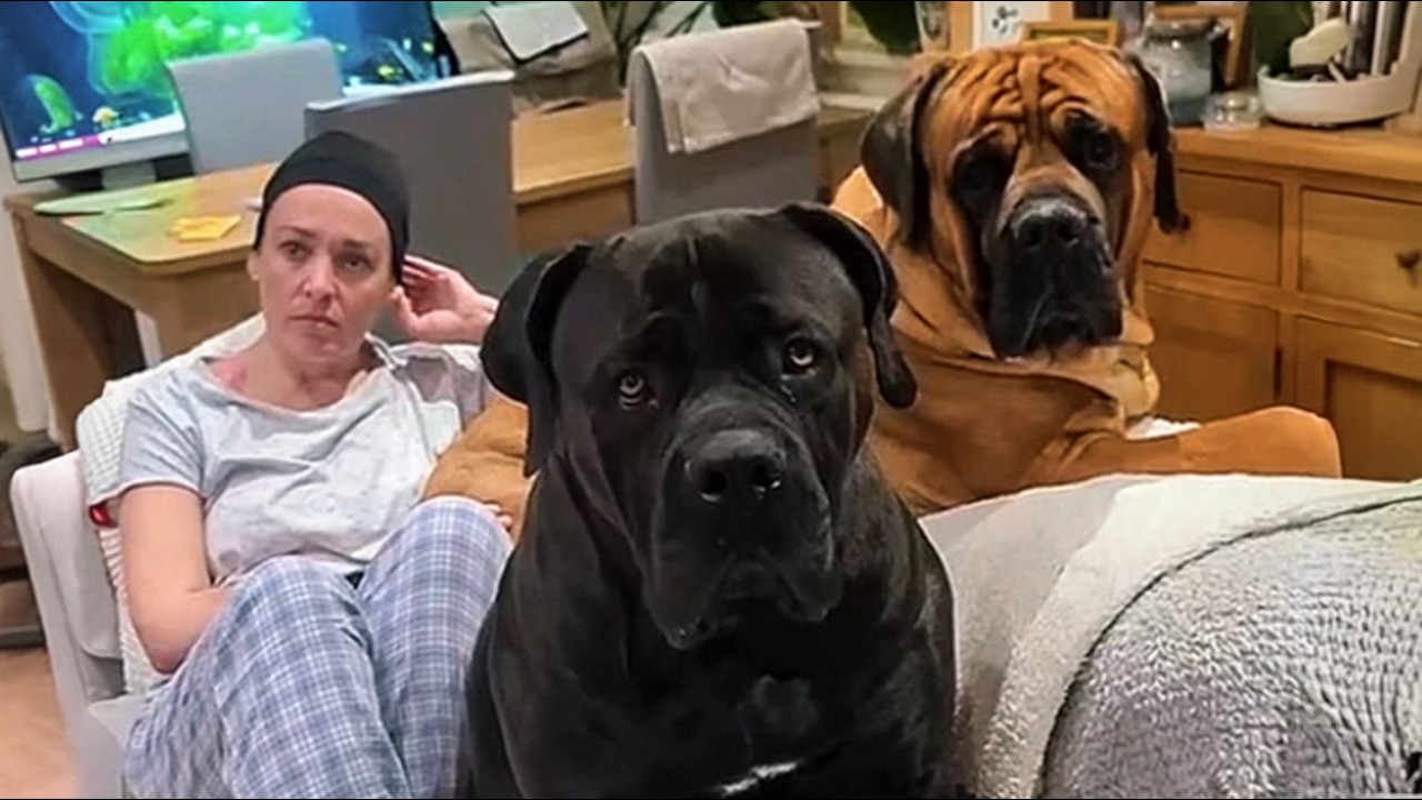 These Two Giant Dogs Lost Their Owner—Then They Found the One Person Who Needed Them Most