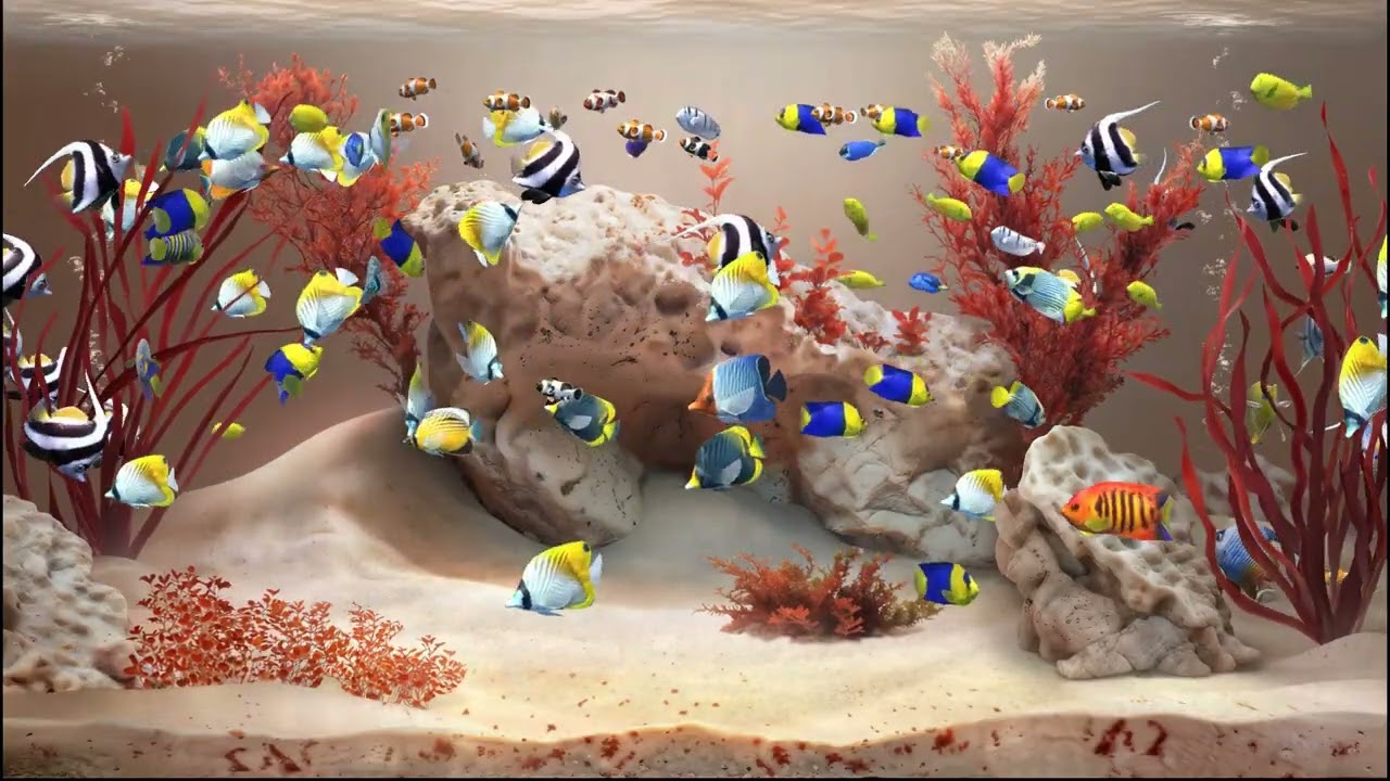 Zen Aquarium - Coral Cove - 1 hour (no music)