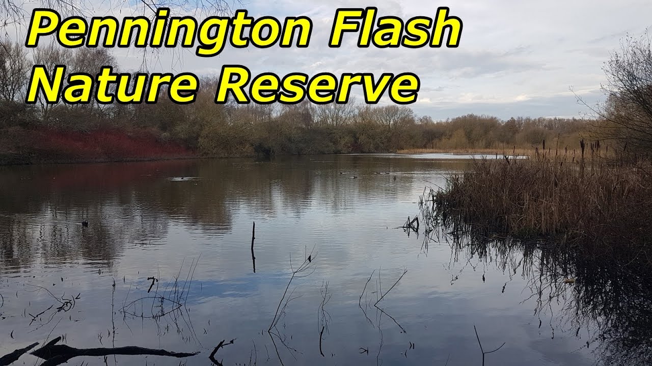 Pennington Flash Nature Reserve #birdwatching #slowtv #solohiking #bridgewatercanal