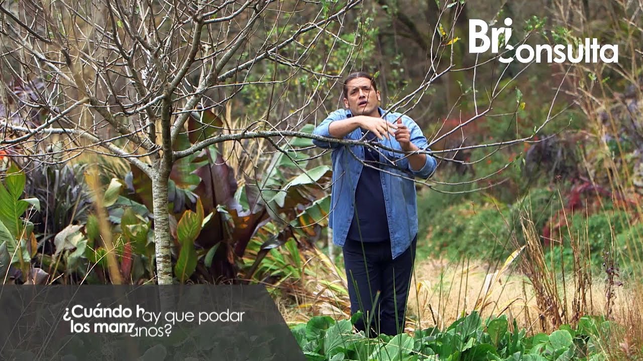 &iquest;Cu&aacute;ndo hay que podar los manzanos? - Briconsulta - @Jardinatis