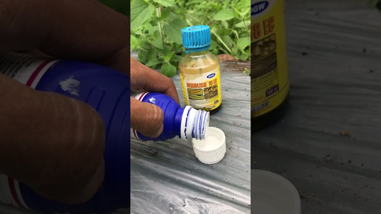 Insektisida untuk hama thrips dan kutu kebul
