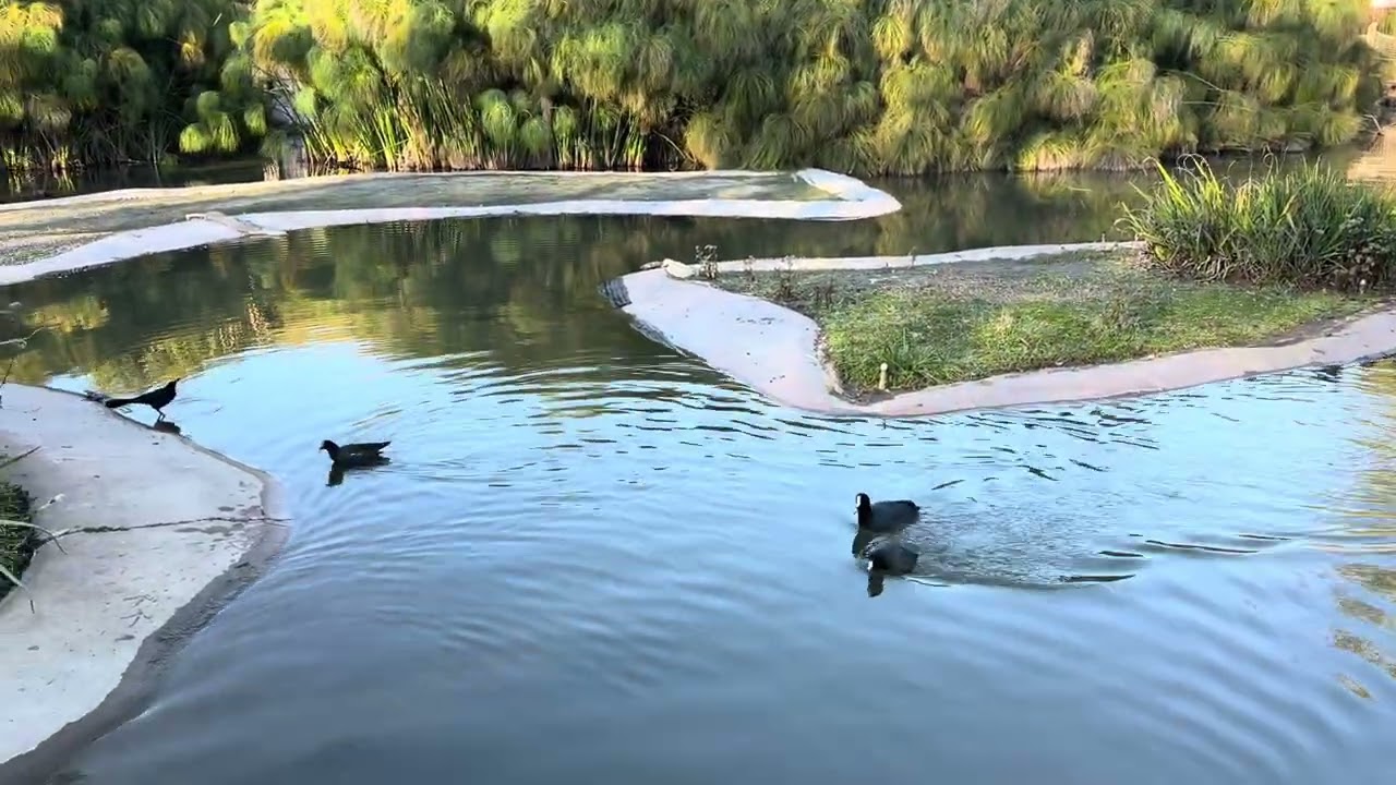 Peaceful Lake Afternoon in California 🌿/4 Minutes of Nature Calm/Healing Moments 🦢