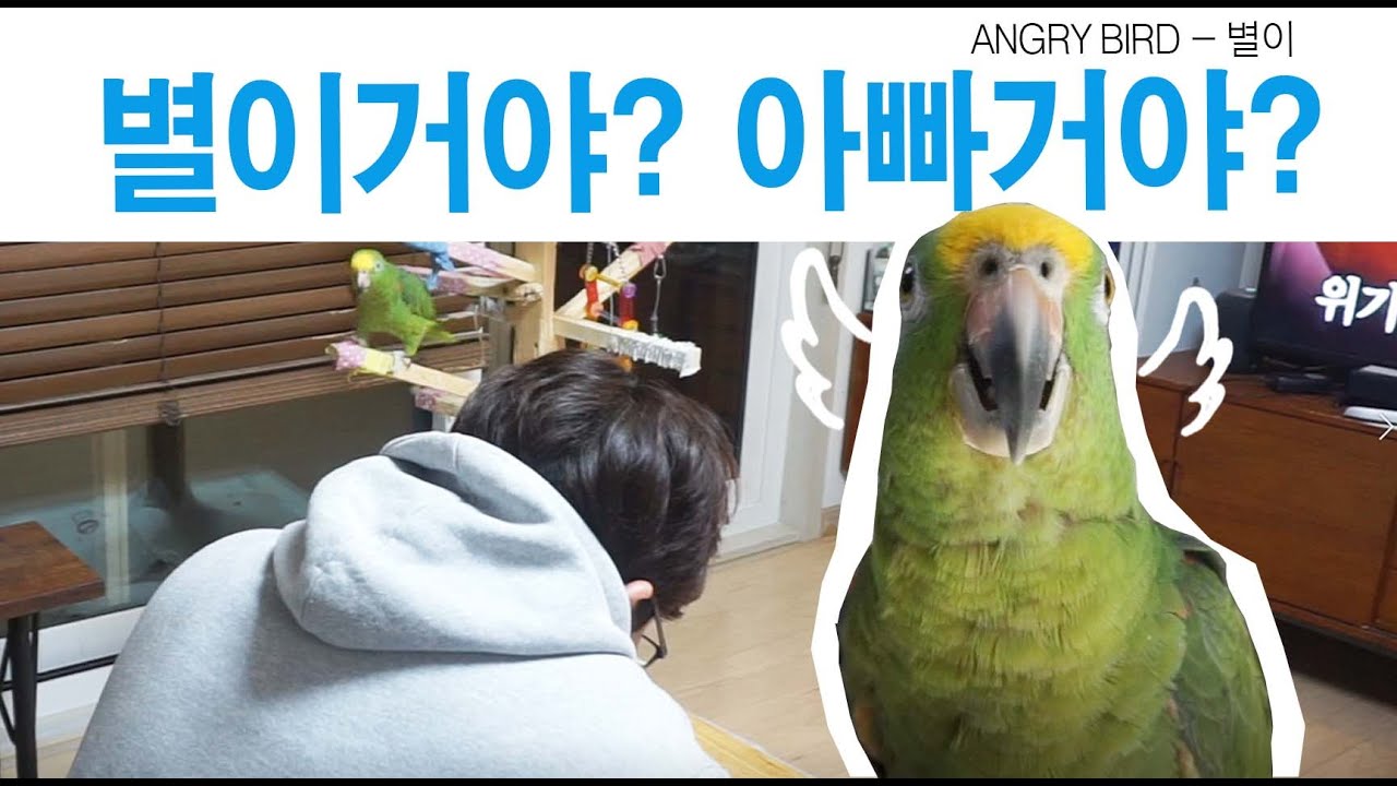 아빠! 내 장난감 내놔! / 별이주려고산 장난감을 아빠가 가지고놀다 ~ 별이한테 혼이납니다~ / 앵무새는 사람과 대화가 가능하다~ / ANGRY BIRD