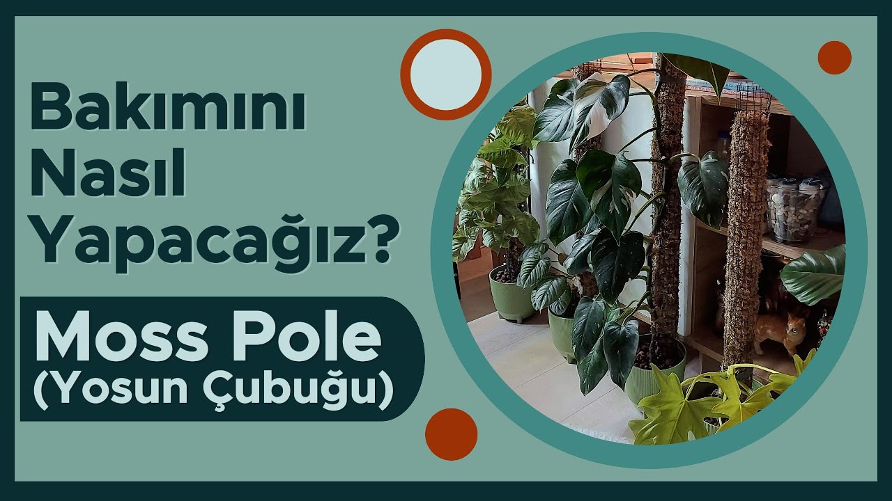 Yosun Destek Çubuğu ile İlgili Bilgiler