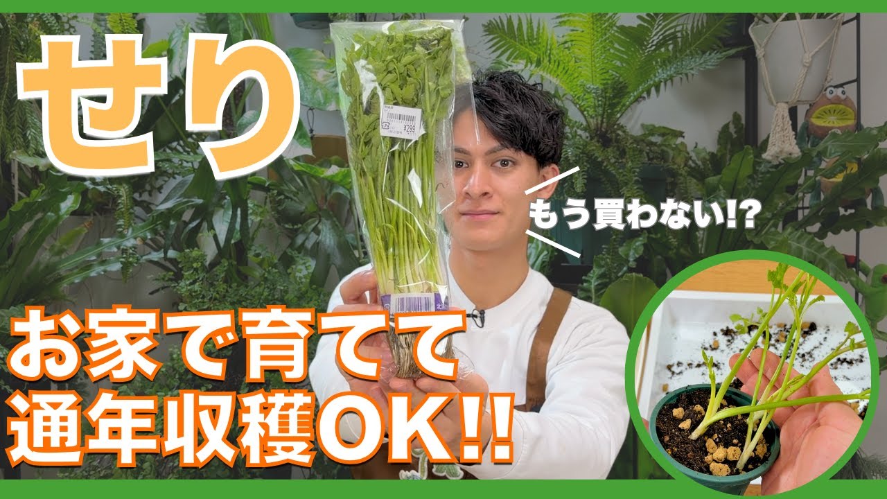 せりがグングン育つ！初心者でも簡単にできる再生栽培のコツ3選【ハイポネックス】