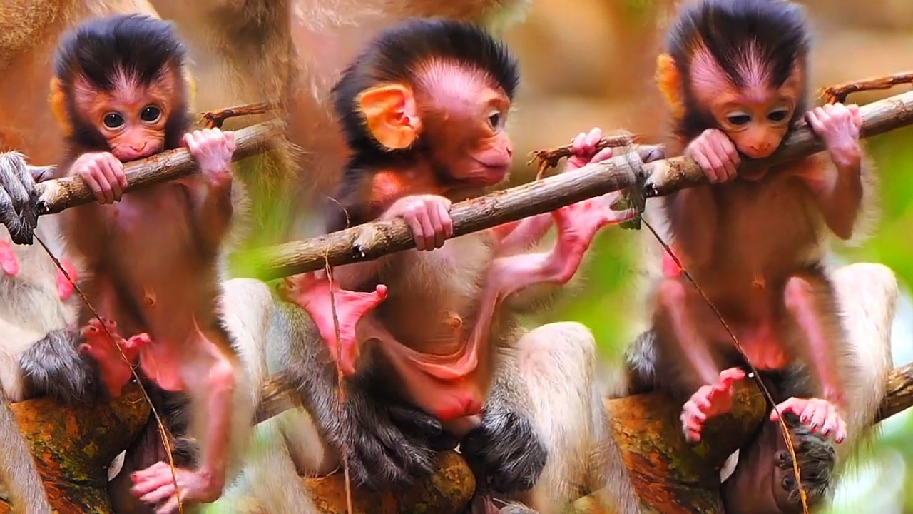 Very Cute Baby Monkey Moments, Adorable Wildlife