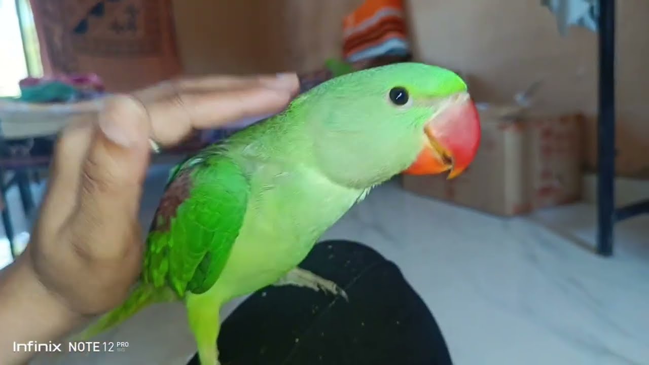 RAW PARROT तोते के बच्चे का विकास,