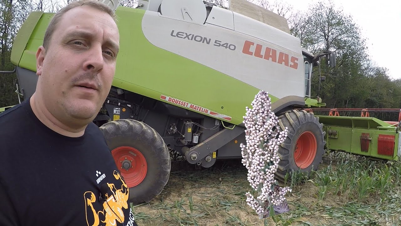 La moisson du sorgho.
