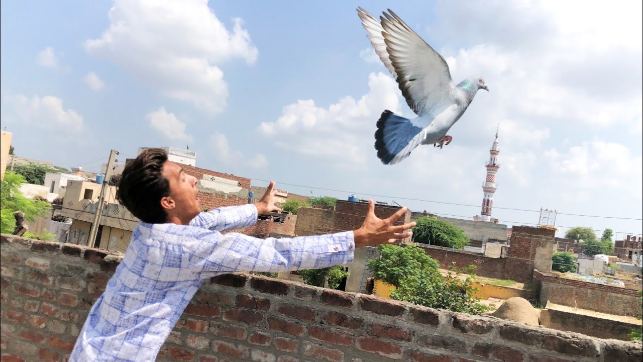 Kabootar Ud Gaya