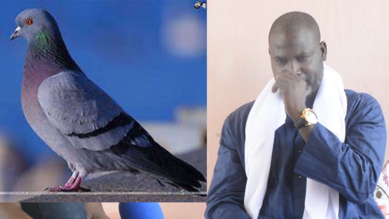 Njarign Yi Nekk ci Pigeon 