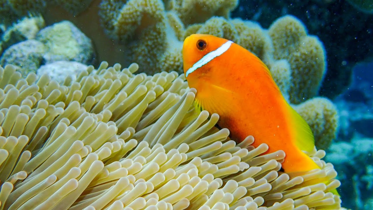 Diving in The Maldives - North Male Atoll