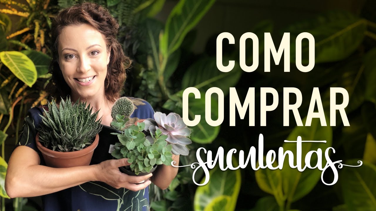 Como COMPRAR SUCULENTAS como um PROFISSIONAL
