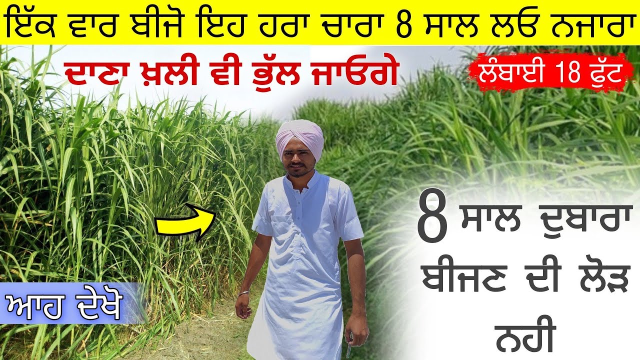 ਲਓ ਬਈ ਨਜਾਰੇ ਆ ਇਹ ਤਾ best green fodder (super napier 20 in Punjab India📞9350352605)