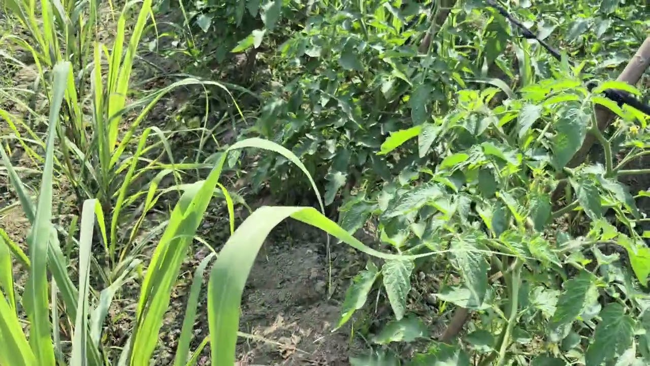এক জমিতে তিন ফসল একসাথে