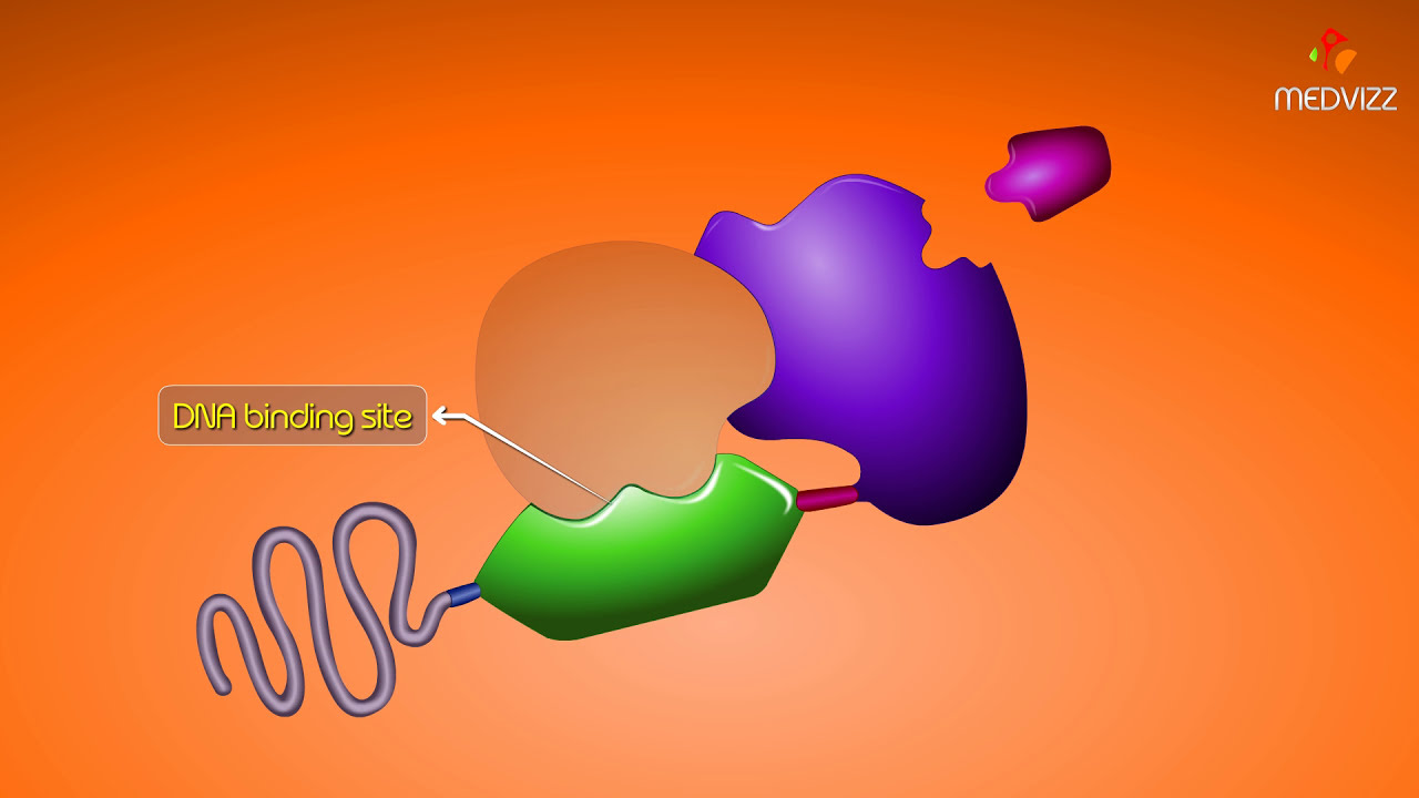 How Intracellular Receptors Regulate Gene Transcription - Animation