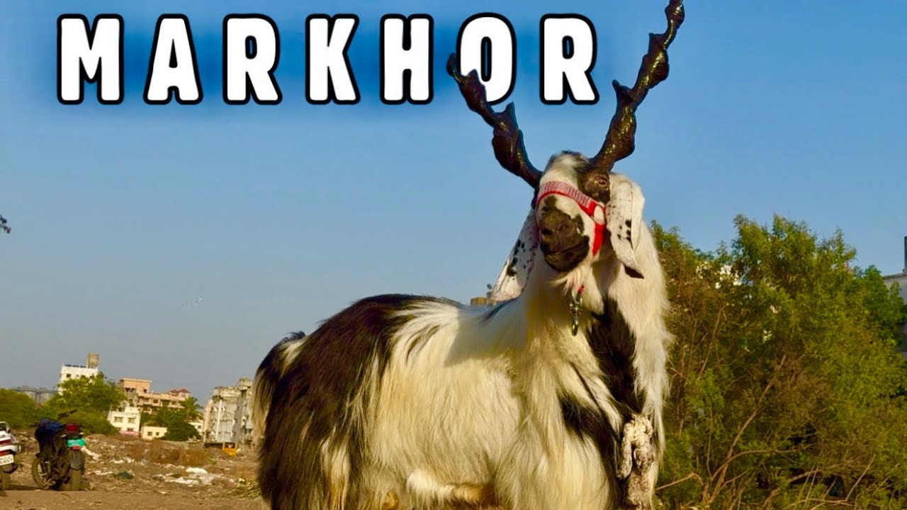 Markhor - SM Goat Farm’s Kathiawari Goat with the biggest horns