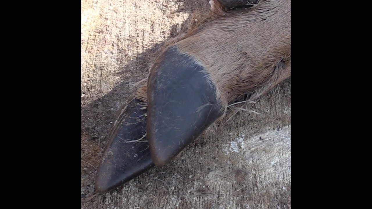 Sinew: How to remove it and process it