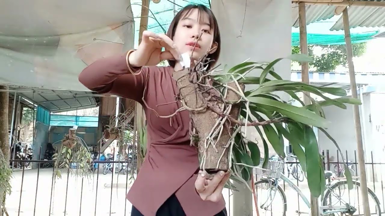 7/3 CÔ GIÁO VÙNG CAO BÁN LAN RỪNG GIÁ RẺ 0364773794 @phonglanrung7367