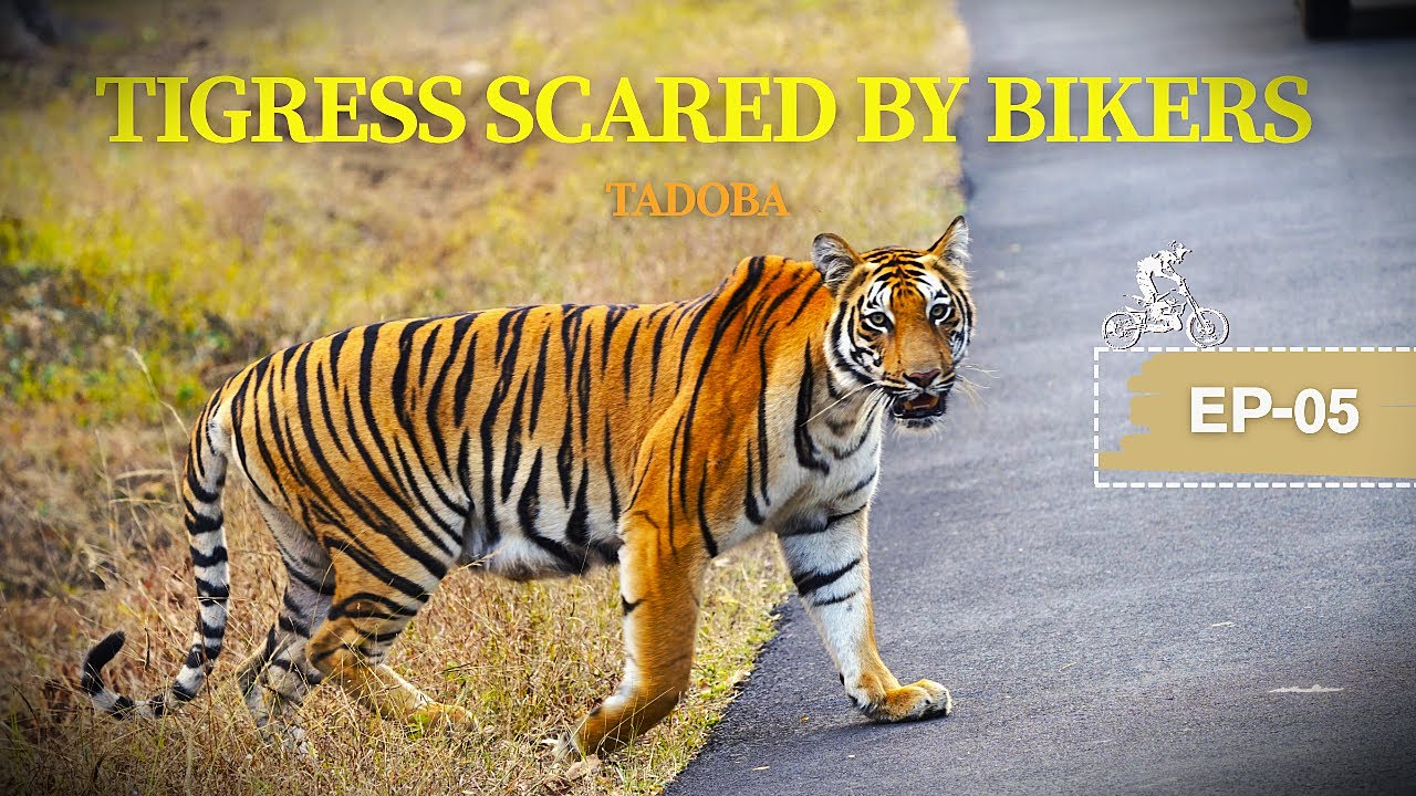 Tigress got Scared by Bikers on Road ! Life Threating Incident ! Shirkheda ! Tadoba