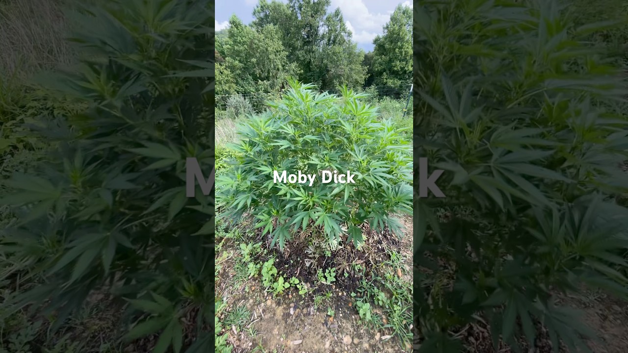 Moby Dick Outdoor Garden Grow July 30 2025 #Organic #WhiteWidow #Haze #OutdoorGrow #RQS #RoyalMoby
