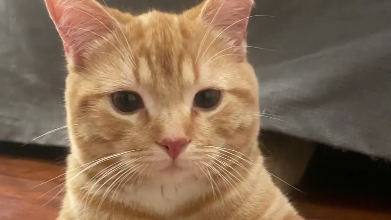 garfield compilation