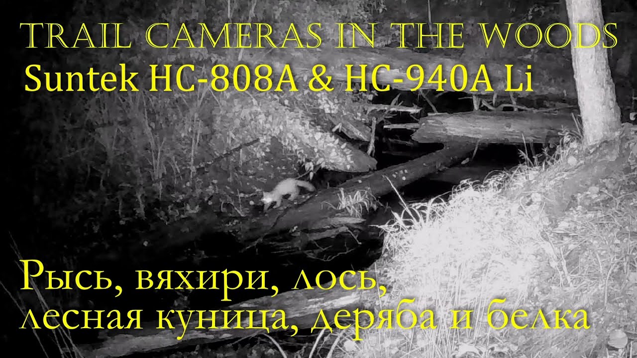 Фотоловушки у лесного ручья SUNTEK HC-808A & HC-940A Li