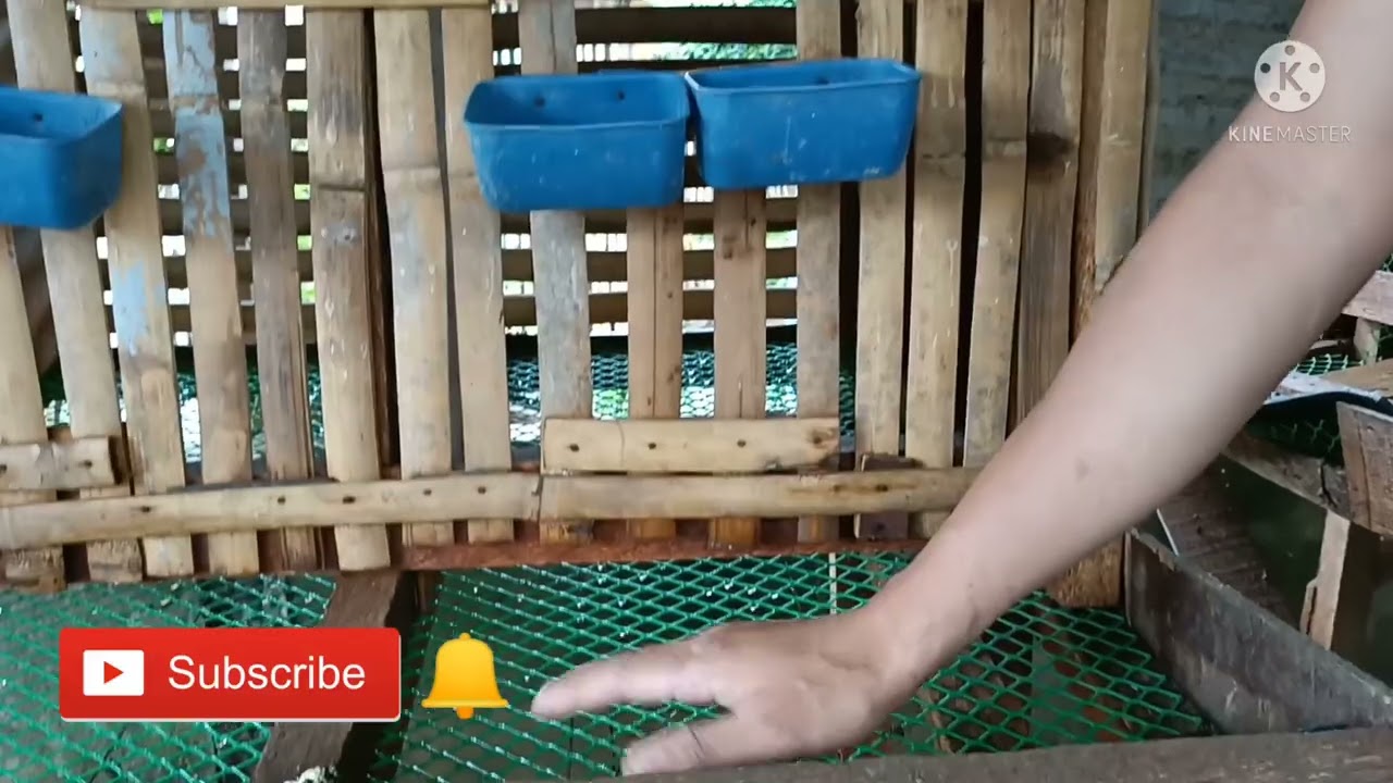 Sukat ng battery cage or laying cage para sa mga nangingitlog na manok.