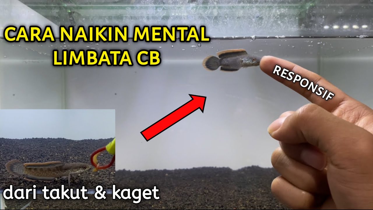 Cara Latih Mental Baby Channa Limbata CB Agar Tidak Takut Orang
