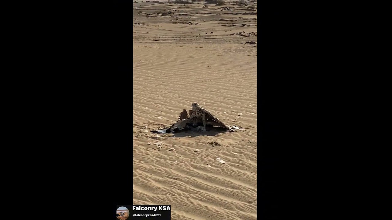 هدد خرب كبير 