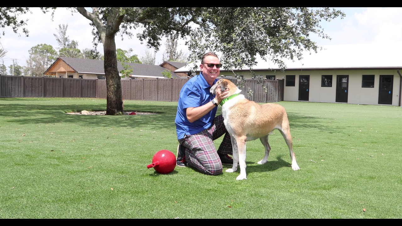 Big Dog Ranch Rescue - see our new facility!