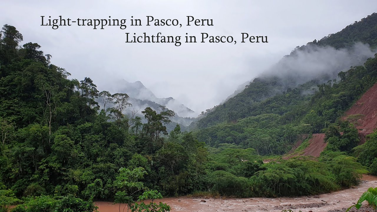 Nachtfalter in Peru / Mothing in Peru
