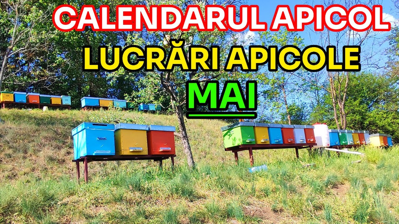CALENDARUL APICOL - Lucrările apicole din luna MAI 🍯🐝🗓️