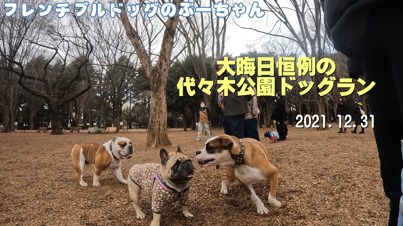大晦日恒例の【代々木公園ドッグラン】で遊んできました　2021.12.31　フレンチブルドッグの看板犬ぶーちゃん