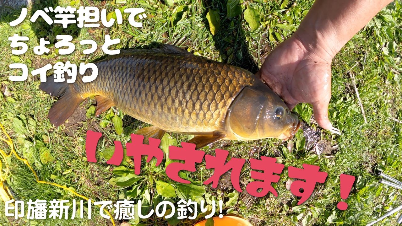 【のべ竿担いで】ちょろっとコイ釣り【印旛新川で癒される】