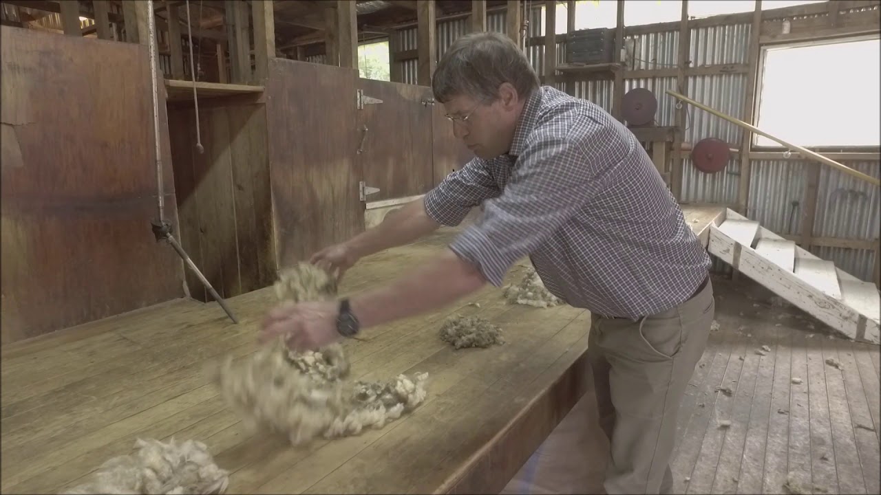 Doug shows how to sort wool after shearing