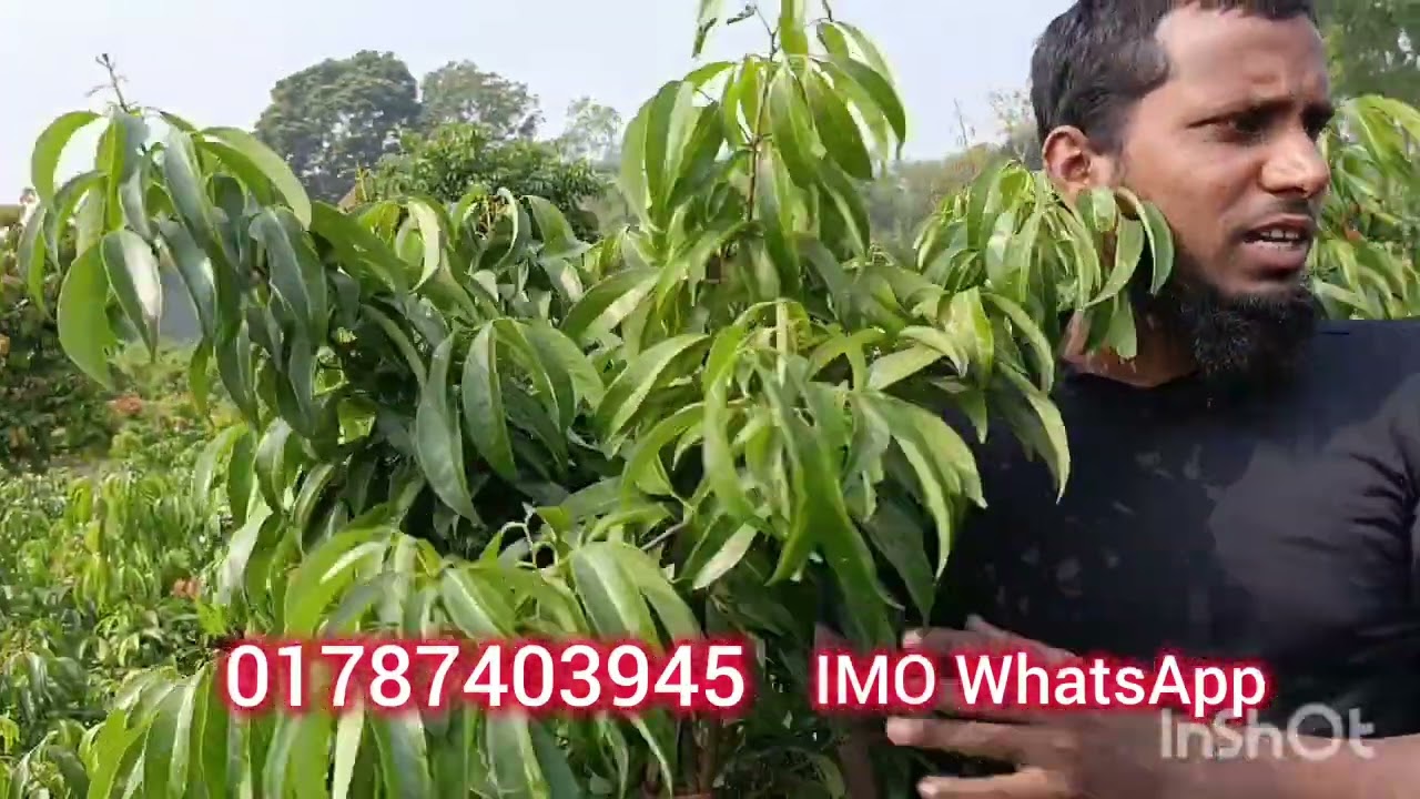 লিচুর চারা স্বল্প মূল্যে বিক্রি চলছে যোগাযোগ 01787403945